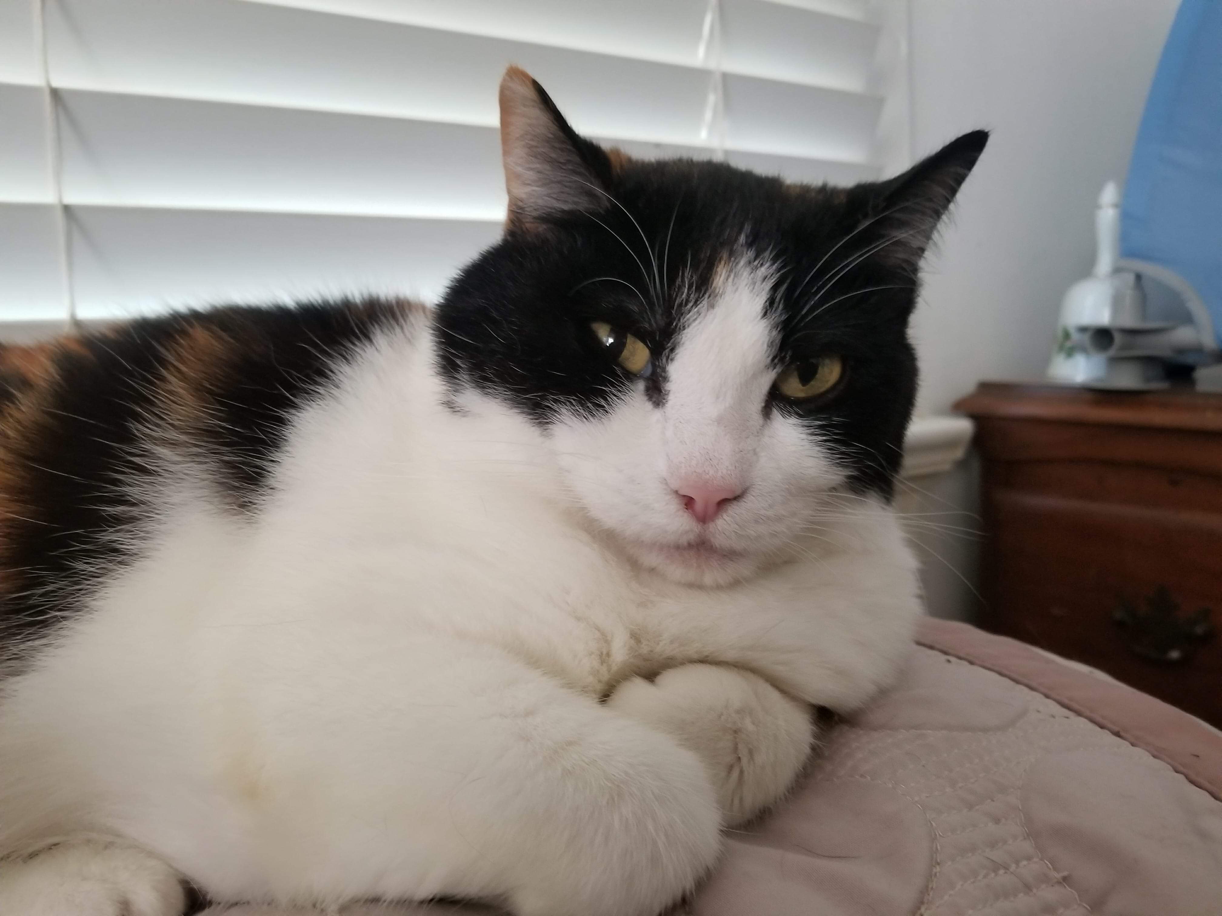 White Cat with black and brown spots