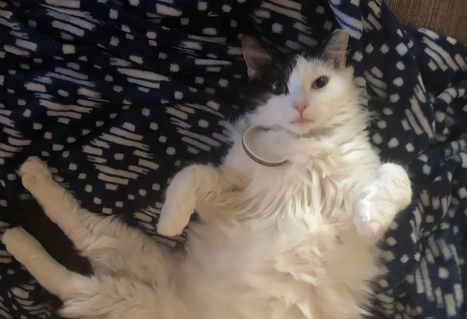 White Cat with black spots posing so preciously